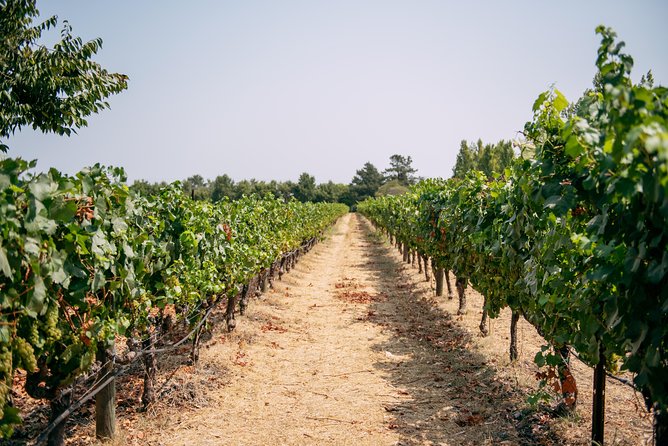San Francisco Super Saver: Muir Woods & Wine Country w/ optional Gourmet Lunch - The Golden Gate photo stop closes the day