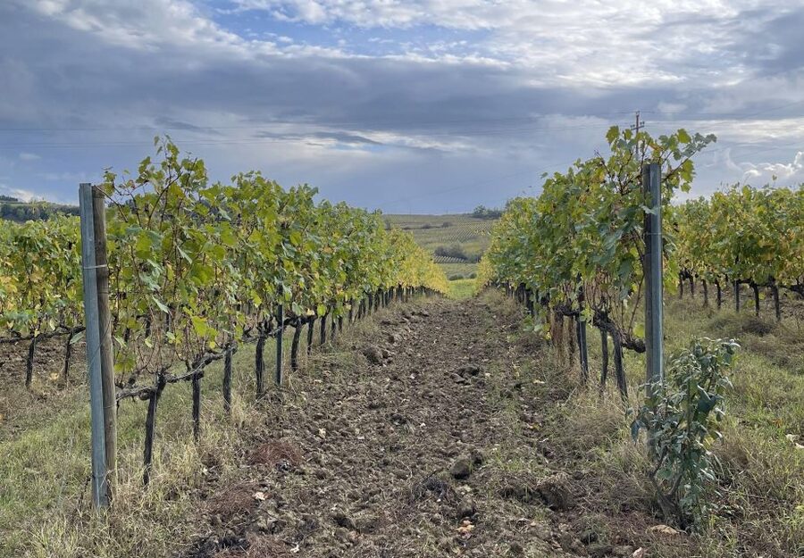 San Gimignano: Vineyard and Cellar Tour with Wine Tasting - What to know before you go