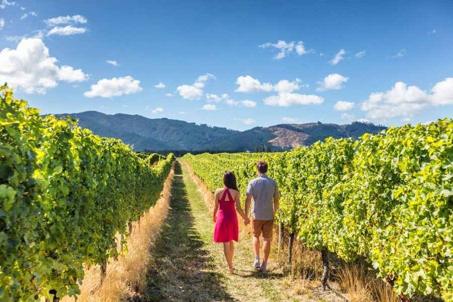 San Gimignano: Vineyard Walk with Wine Tasting in winery - From the Giachi family story to present-day production