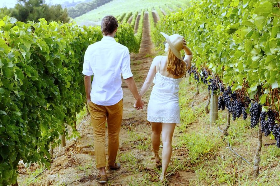 San Gimignano: Vineyard Walk with Wine Tasting in winery - The barrel room, cellar, and tasting room