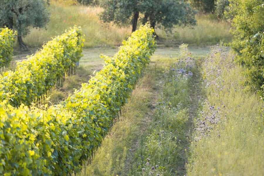 San Gimignano: Wine and Food Tasting in a Family Winery - Walking through the garden, orchard, and olive grove