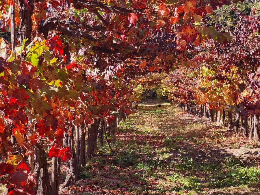 Santiago: Maipo Valley Wine Tasting Tour with 4 Vineyards - The guides make a real difference