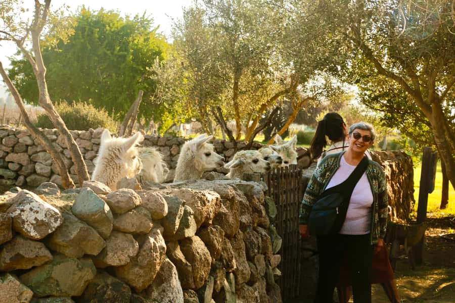 Santiago: Viña del Mar, Valparaiso, with Wine Tasting - Sea lions and seafood at Caleta Portales
