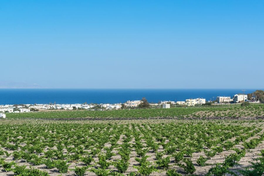 Santorini: Guided Wineries Private Tour with Wine Tastings - Koutsoyannopoulos turns winemaking into a museum visit