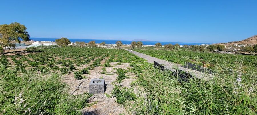 Santorini: Three Wineries and One Brewery Tour with Tastings - Why Santorini wine is unlike ordinary Greek wine