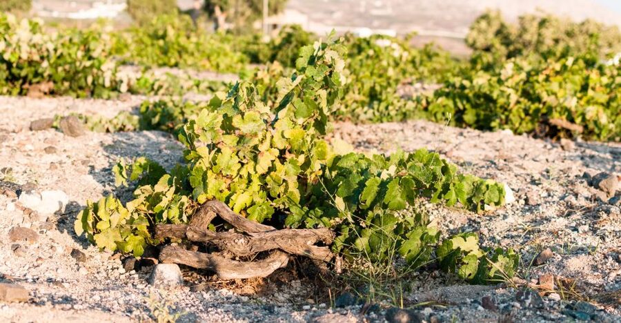 Santorini: Three Wineries and One Brewery Tour with Tastings - The final winery and the value of variety