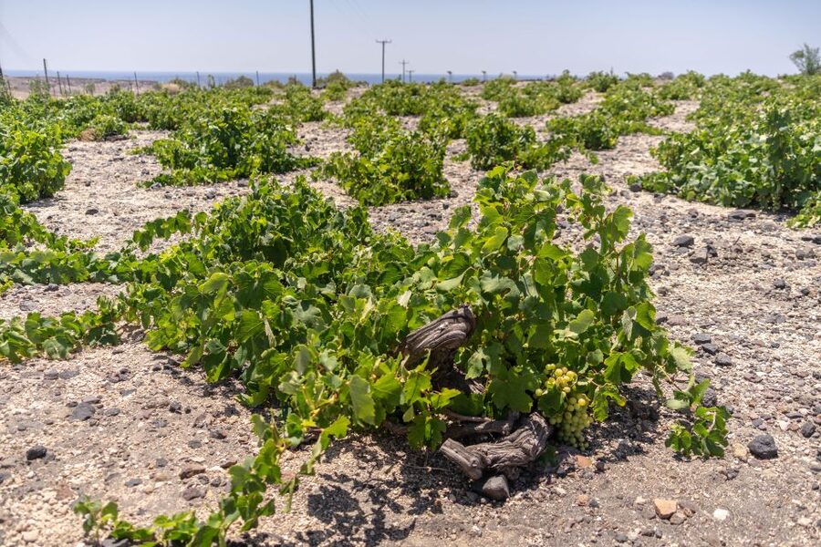 Santorini: Three Wineries and One Brewery Tour with Tastings - What the $200 price really buys