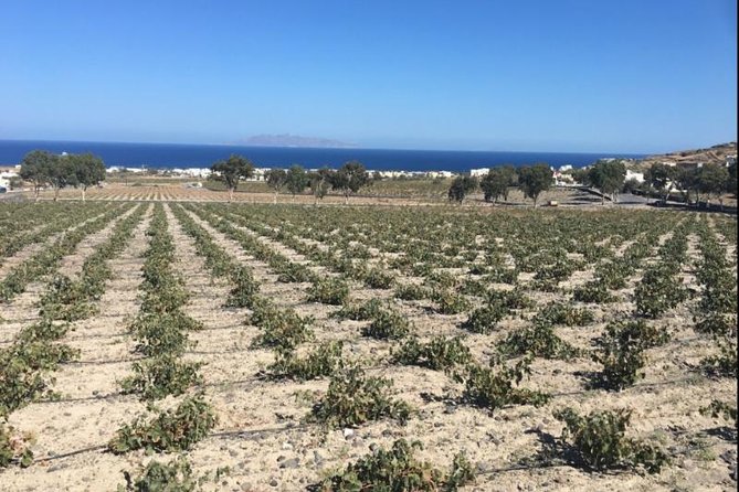 Santorini Wine Adventure with 12 Wine Tastings, Tapas and Sunset - Estate Argyros: modern wine and vineyard views