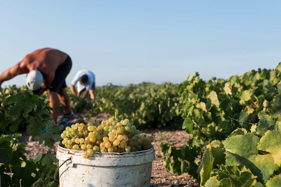 Santorini Wine Roads: Tour of 3 Wineries with a Sommelier - Key points to know before booking