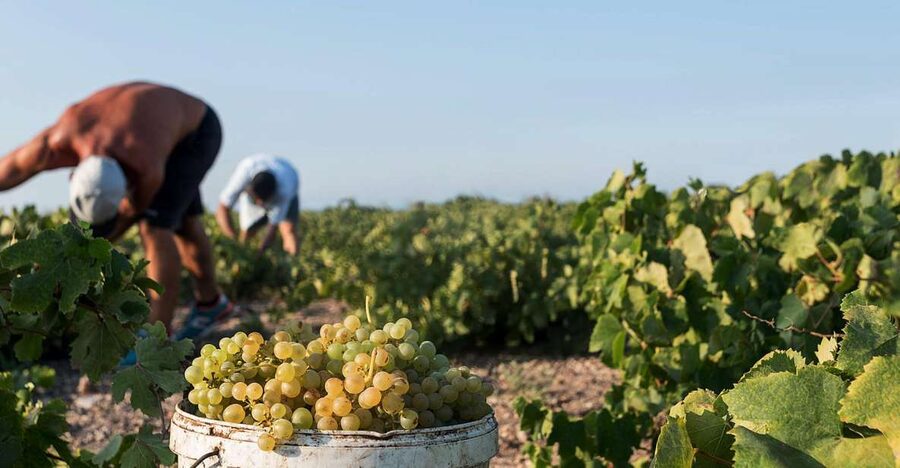 Santorini Wine Roads: Tour of 3 Wineries with a Sommelier - Getting around Santorini by Mercedes minibus