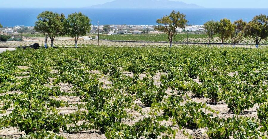 Santorini: Wine Tasting Tour & Sunset Viewing - Key points at a glance