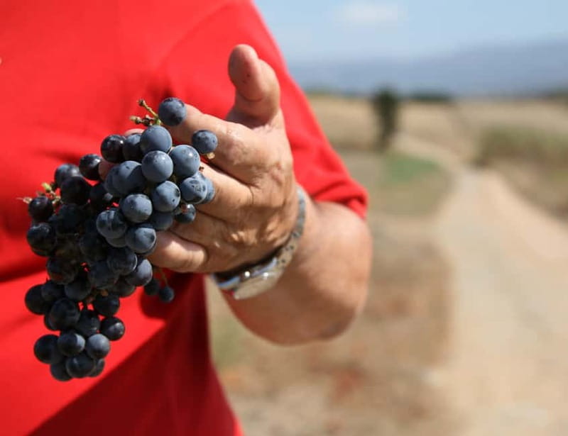 Sardinia: Winery Tour and Wine Tasting Experience - Key points to know before booking