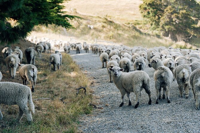 Sheep Farm Day Trip from Christchurch + Lunch and Winery visit. - Glenafric: a working farm, not a photo set