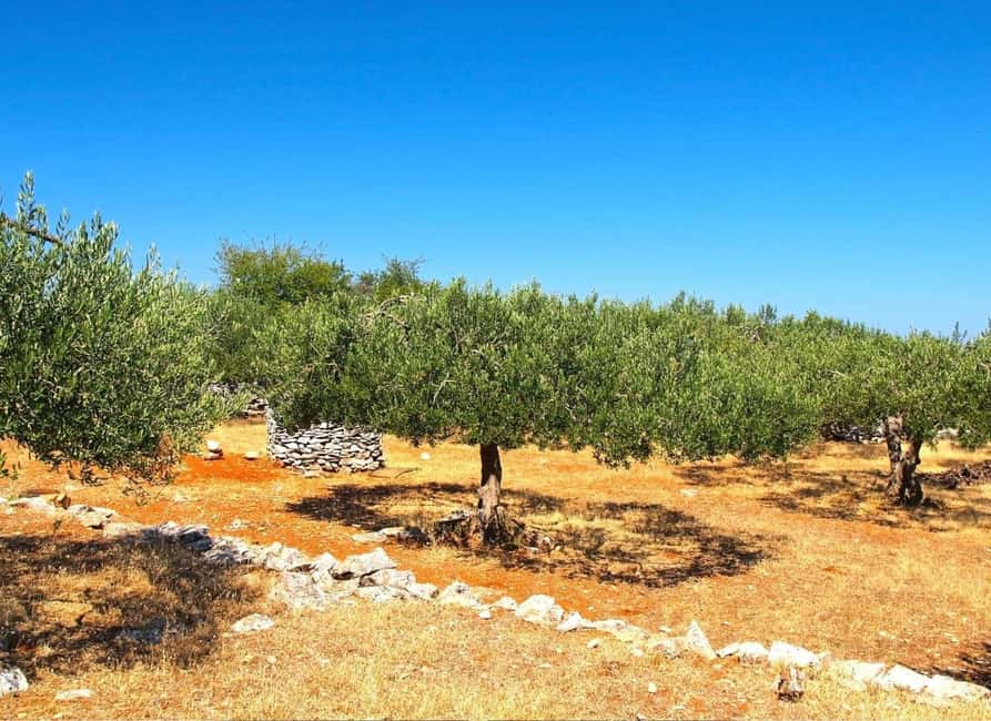 Šibenik: Croatia in a Day, Vistas, History, Olive Oil, Wine - Okit Hill and the view toward the Kornati Islands