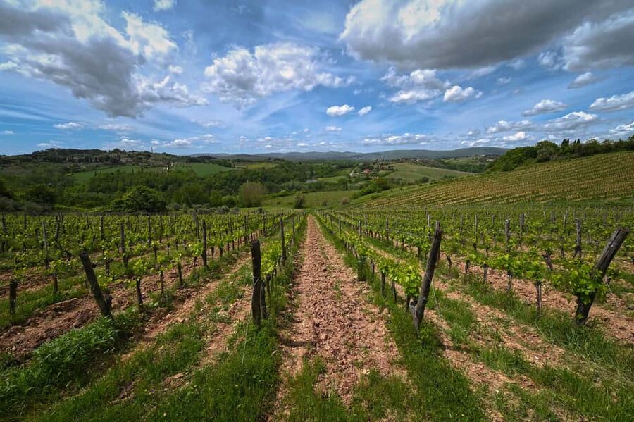 Siena: Educational Wine Tour & Tasting - The four-wine sensory tasting
