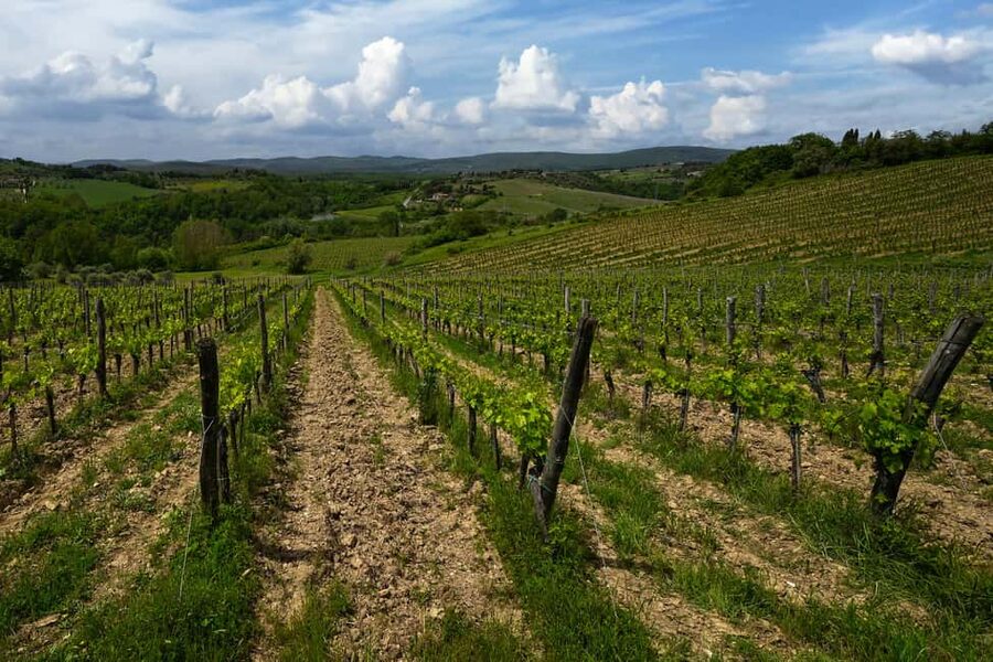 Siena: Organic Winery Tour and Wine Tasting - Who should book this experience