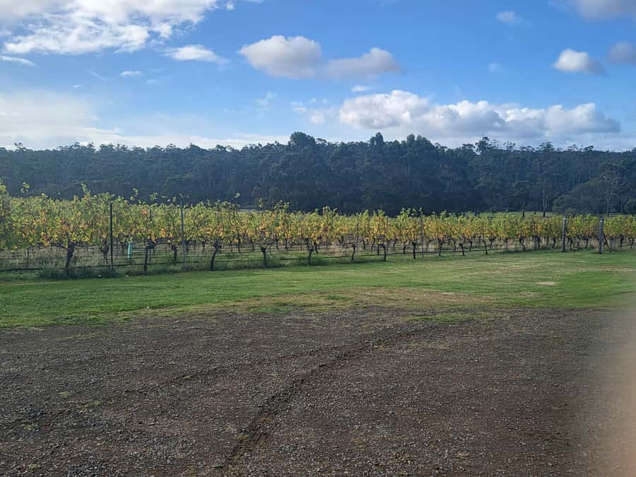 Signature Wine Tour - Hobart & SE Tasmania - Four vineyards across two Tasmanian wine valleys