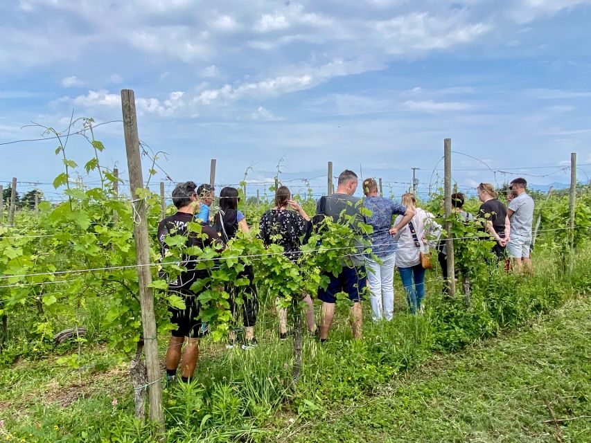 Sirmione: Vineyard Tour with Lugana Wines and Local Tastings - From grape to must in the cellar