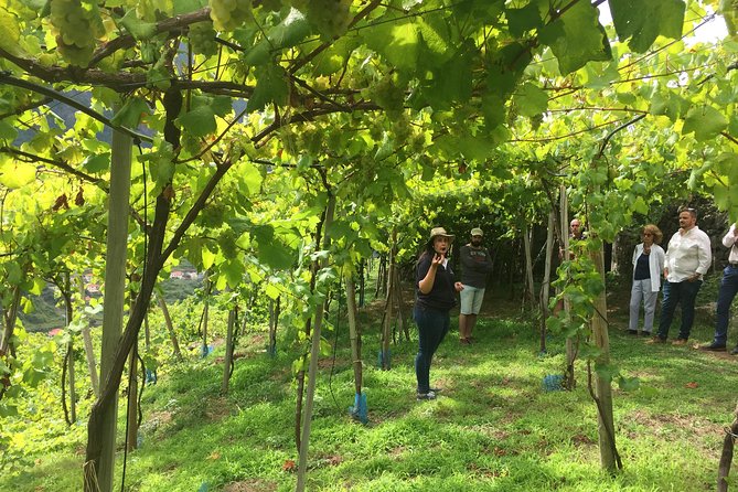 Skywalk with Wines Tasting and Vineyards Half day 4x4 Adventure - The mountain road to São Vicente