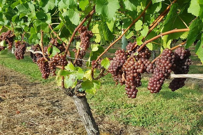 Small-Group Kumeu Wine Country Tour with Wine Tastings & Lunch - The essentials at a glance