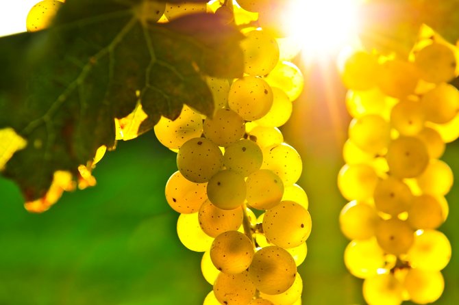 Small Group Napa and Sonoma Full-Day Wine Tour from San Francisco - Should you book the Napa and Sonoma day trip?