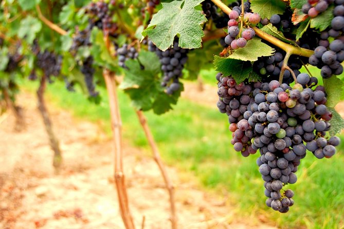 Small Group Napa and Sonoma Full-Day Wine Tour from San Francisco - Sonoma Valley: a first taste of California wine country