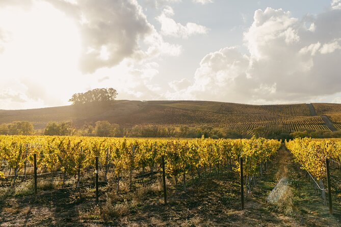 Small Group: Ultimate Napa & Sonoma Wine Tour from San Francisco - What the Guides Add to the Day