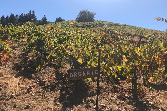 Small-Group Wine Country Tour from San Francisco with Tastings - What the guides add to the experience