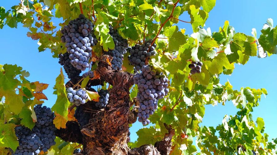 Small-Group Wine Tour from Valencia with Tastings Max 7 - Requena’s old town, walls, and underground past