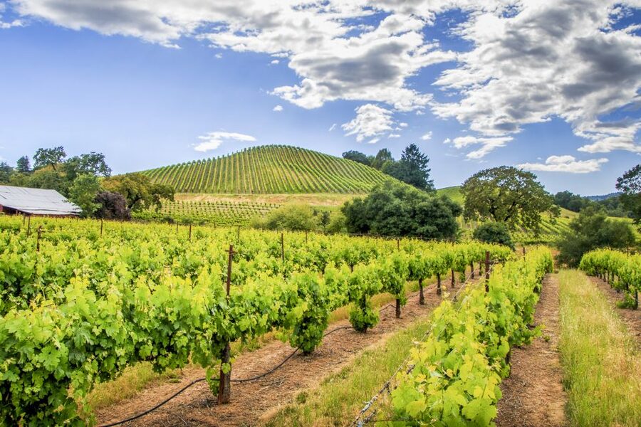 Sonoma Valley: Guided Winery Tour with Picnic Lunch - Wine tasting fees can change the value