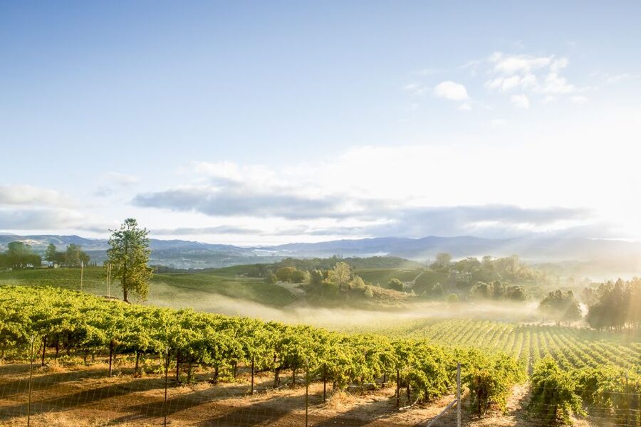 Sonoma Valley: Guided Winery Tour with Picnic Lunch - Pickup from Sonoma, Glen Ellen, Kenwood, or Napa