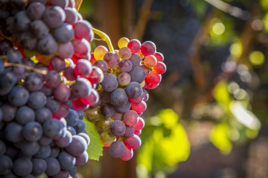 Sonoma Valley: Guided Winery Tour with Picnic Lunch - Practical tips for making the day better