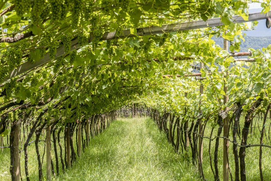 Sonoma Valley: Guided Winery Tour with Picnic Lunch - Should you book it?