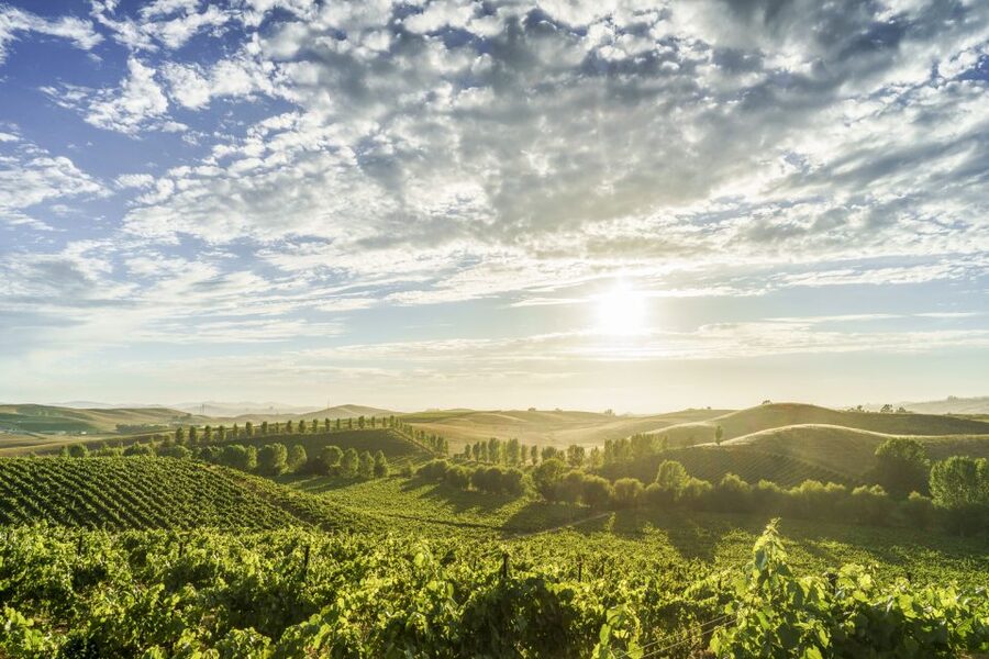 Sonoma Valley: Guided Winery Tour with Picnic Lunch - What your guide adds to the day