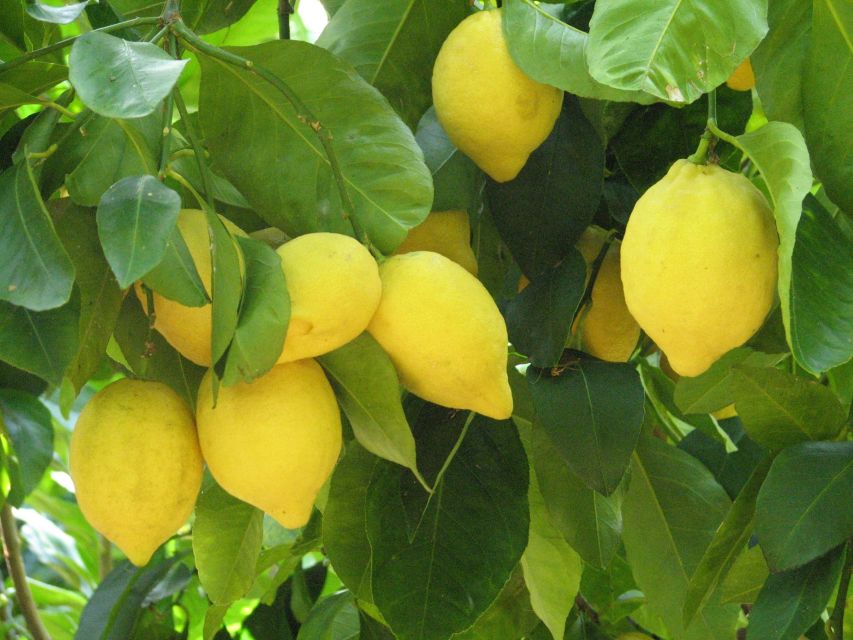 Sorrento: Lemon, Olive Oil and Wine Tasting Tour with Lunch - From Sorrento bus parking to the family farm