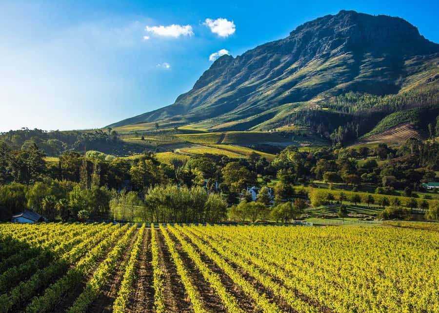 Stellenbosch: All-inclusive Private Wine Tour & Tastings - Vineyard walk and talk