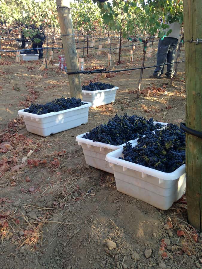 Stellenbosch: All-inclusive Private Wine Tour & Tastings - Four winery stops, with room for variety
