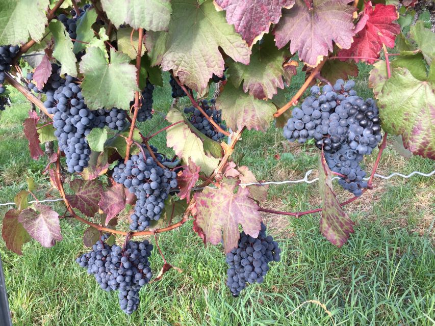 Stuttgart: Guided Wine Walk & Wine Tasting - A 150-minute walk through the wine country
