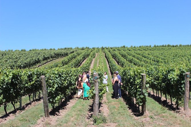 Sussex Vineyard & Winery Bus Tour on Iconic Vintage London Bus - How the day feels in real conditions