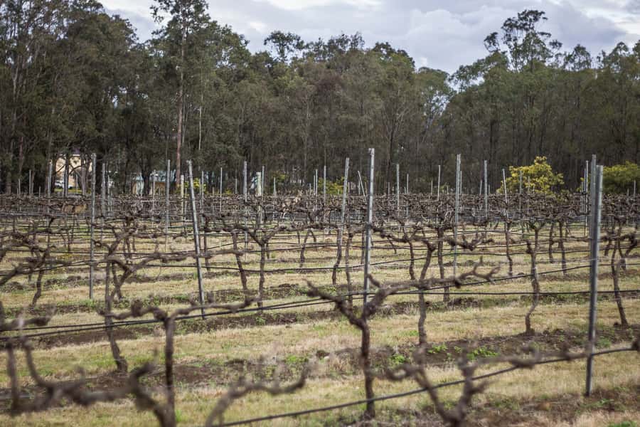 Sydney: Chef-Led Hunter Valley Food & Wine Tour - The small details that make the day memorable