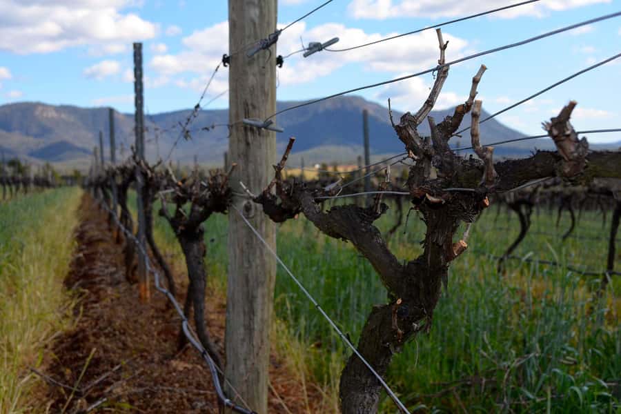 Sydney: Chef-Led Hunter Valley Food & Wine Tour - Transport, timing, and the practical trade-offs