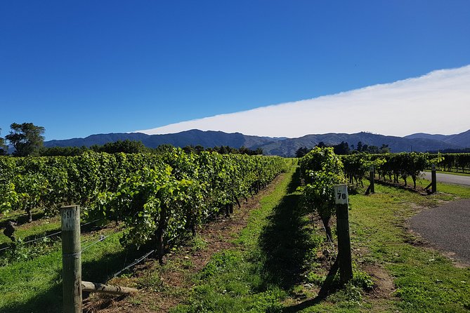 Taste the Valley Wine Tour in Marlborough with Wine Tasting - Why this half-day tour works well in Marlborough