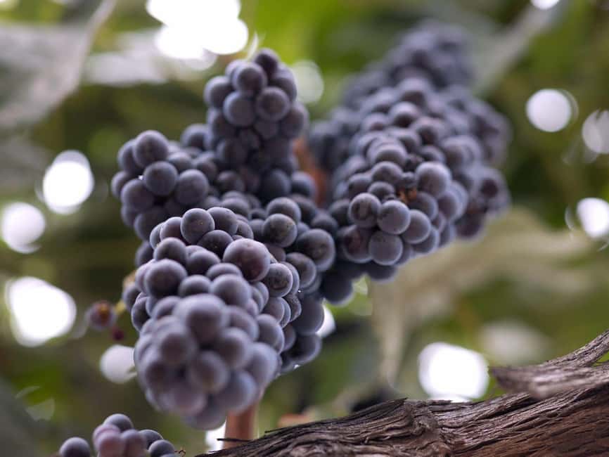 Temecula: 3-Winery Tour with Tastings and Lunch - Key points at a glance
