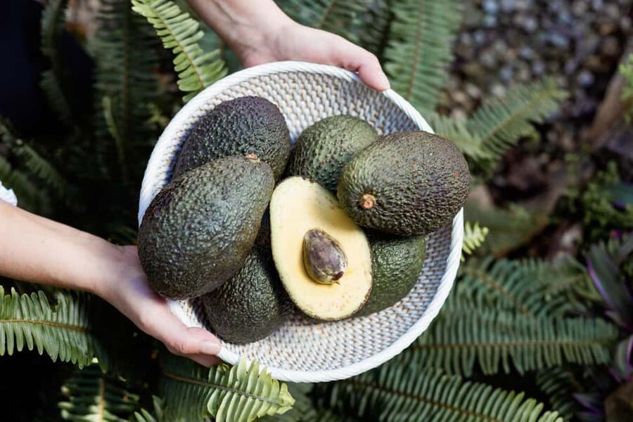 Tenerife: Avocado Farm Tour with Tasting Menu & Wine - Key points at a glance