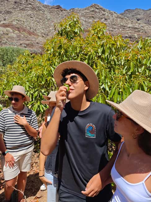Tenerife: Avocado Farm Tour with Tasting Menu & Wine - Walking among avocado and subtropical fruit trees