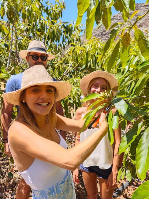 Tenerife: Avocado Farm Tour with Tasting Menu & Wine - What the two-hour schedule feels like