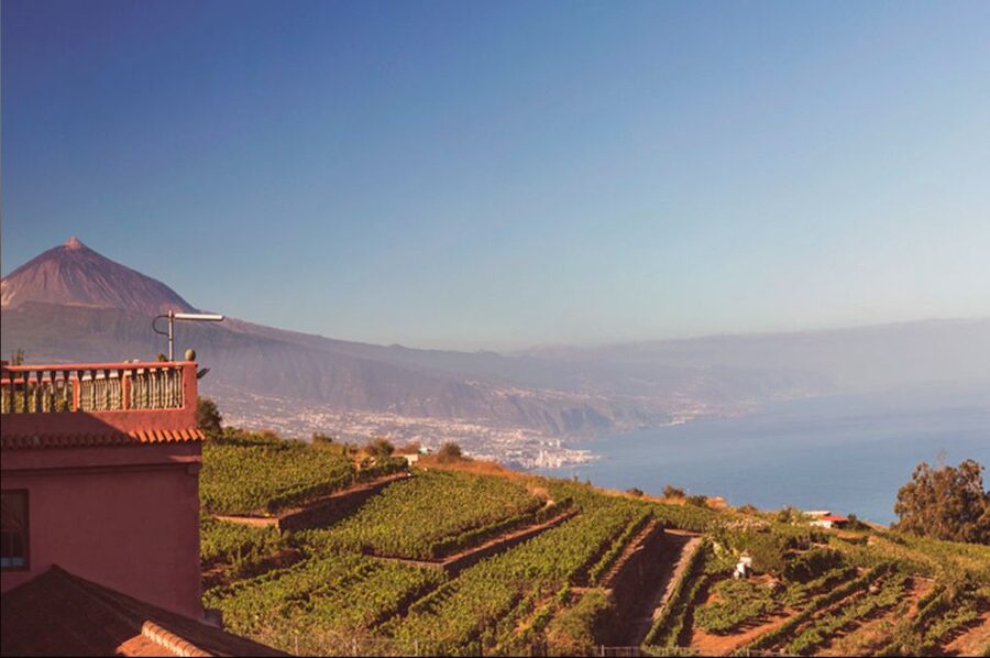 Tenerife: Full-Day Gastronomy and Wine Tour - Bodegas Monje, lunch, and the Atlantic view