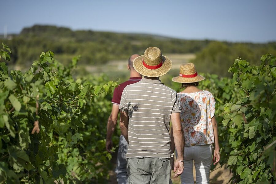The Châteaux of Grès de Montpellier & Wine Tasting - What you will taste and learn