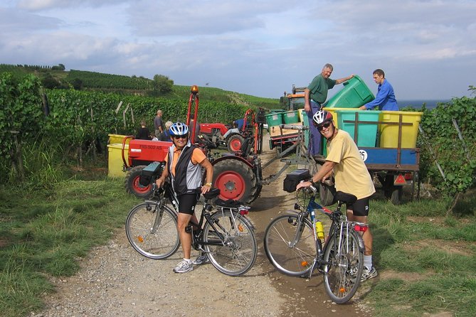 Through Alsace Vineyards and Wine Villages Private Bike Tour - Riding through Grand Cru vineyards