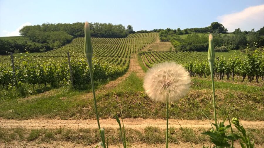 Tokaj: Classic Wine Tasting - Is $26 a Fair Price?